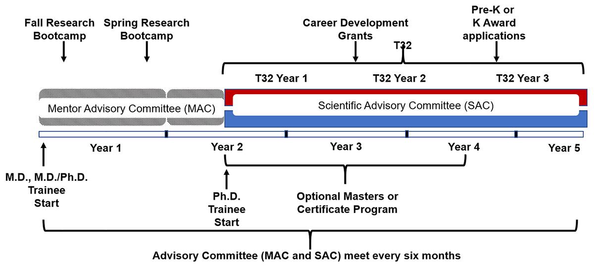 Pulmonary T32 training timeline