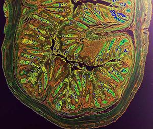 histologic image