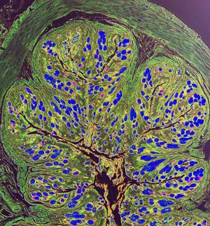 histologic image