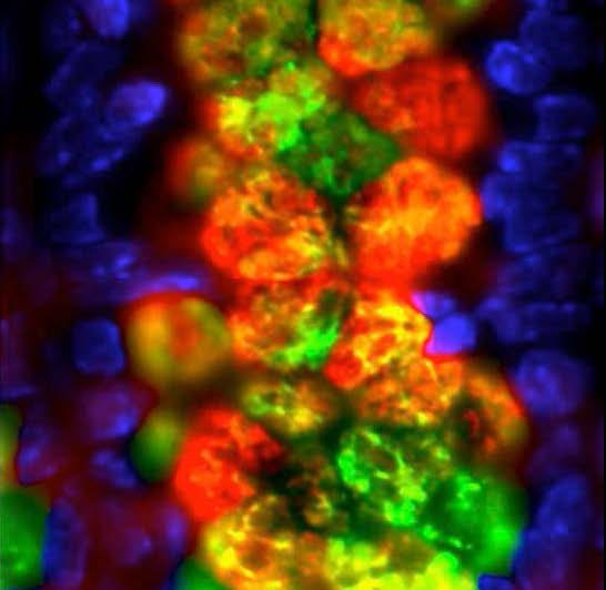 Intestinal goblet cells and mucin production