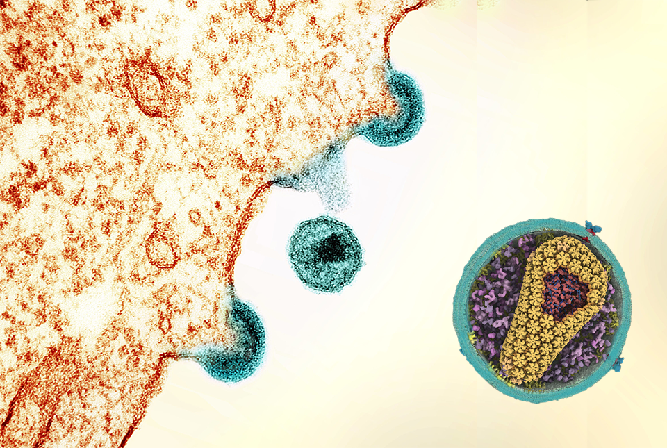 virus