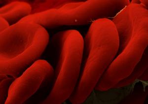 red blood cells