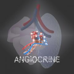 angiocrine diagram