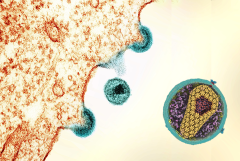 virus